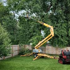 Professional Tree Services in Carlisle, PA